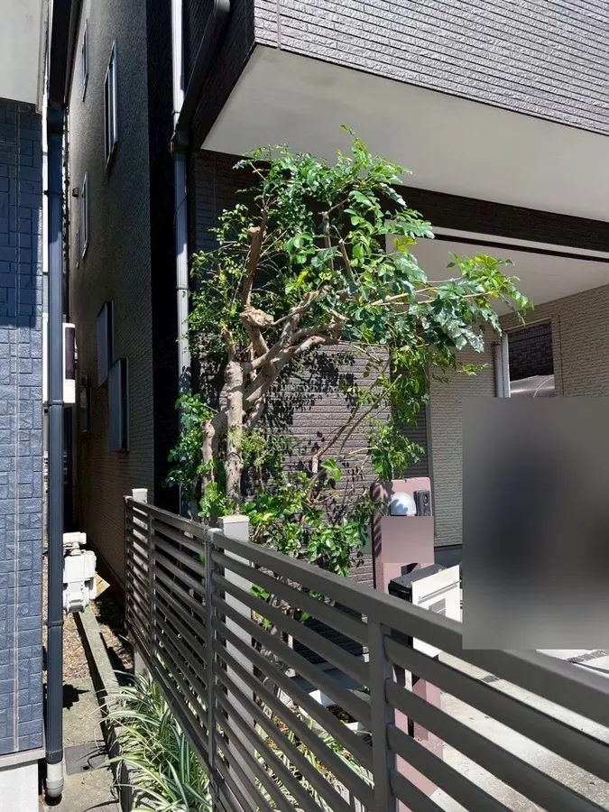 横から見た作業後。幹と骨組みの枝を残して小さくしました。