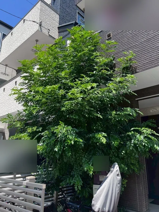 道路側から見た作業前。枝葉が門柱と駐車スペースの上に広がっていました。