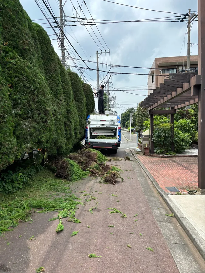 道路沿いに続く高いカイヅカイブキの生垣。高い位置は作業車の上から刈り込みます。