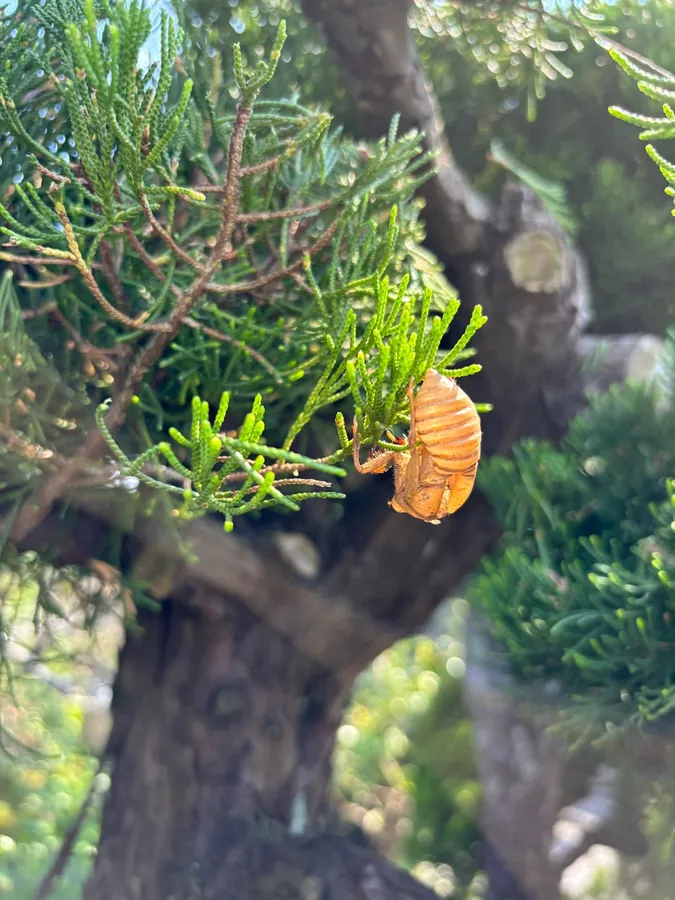 針葉樹の枝に残っていたセミの抜け殻。