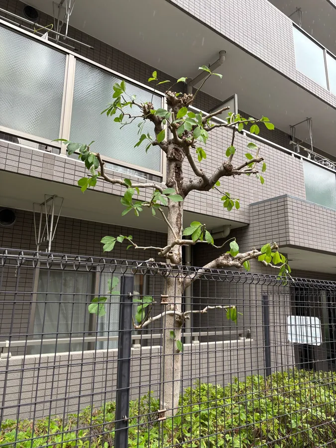 荒川区｜強剪定