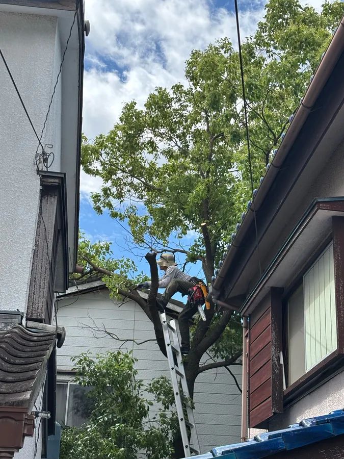 葛飾区｜高木の剪定