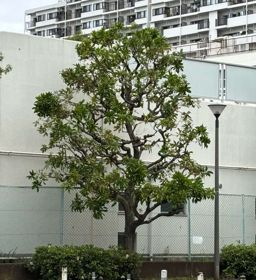 江東区｜剪定