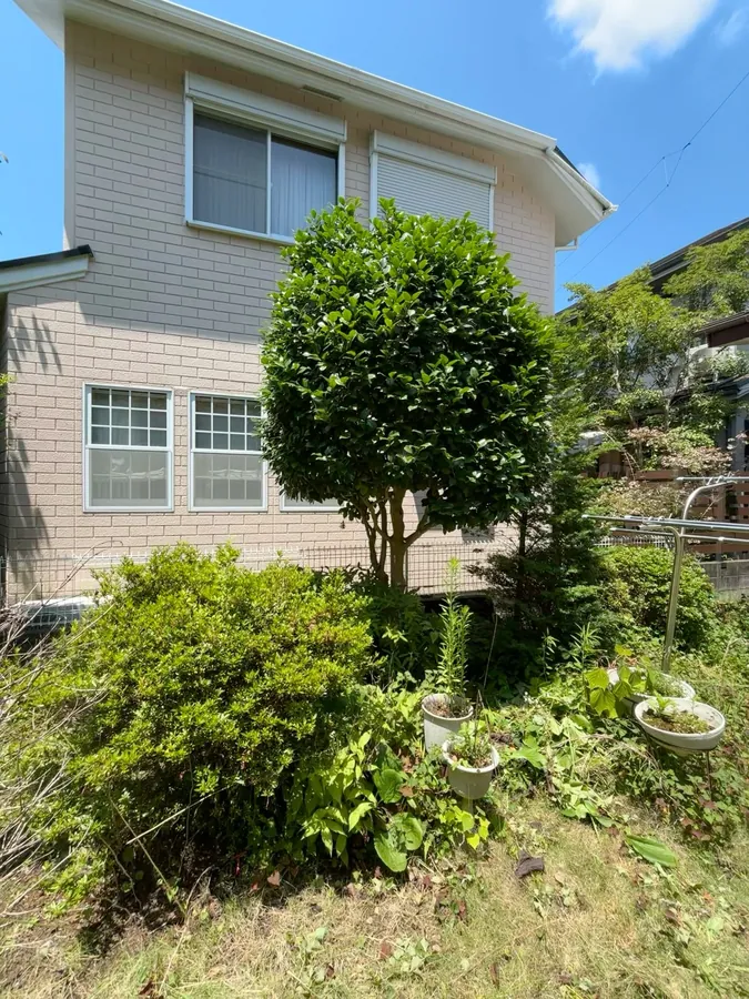 作業前。丸く仕立てた常緑樹の枝が伸びて輪郭がぼやけ、足元の低木や草も伸びていました。