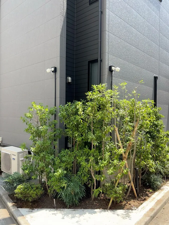 建物の角の植え込みを、伸びた枝を抜いて軽く整える｜作業後