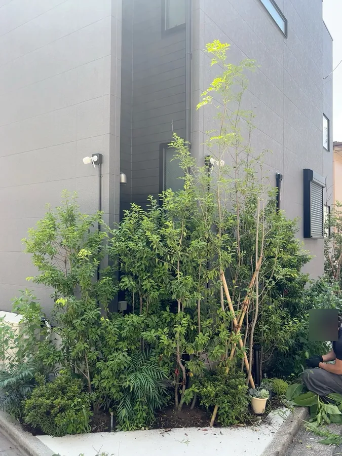 建物の角の植え込みを、伸びた枝を抜いて軽く整える｜作業前