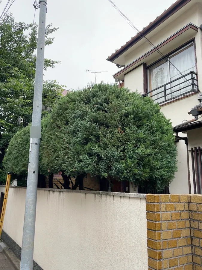 伸びて尖ったカイヅカイブキを、丸い形に刈り込み直す｜作業後
