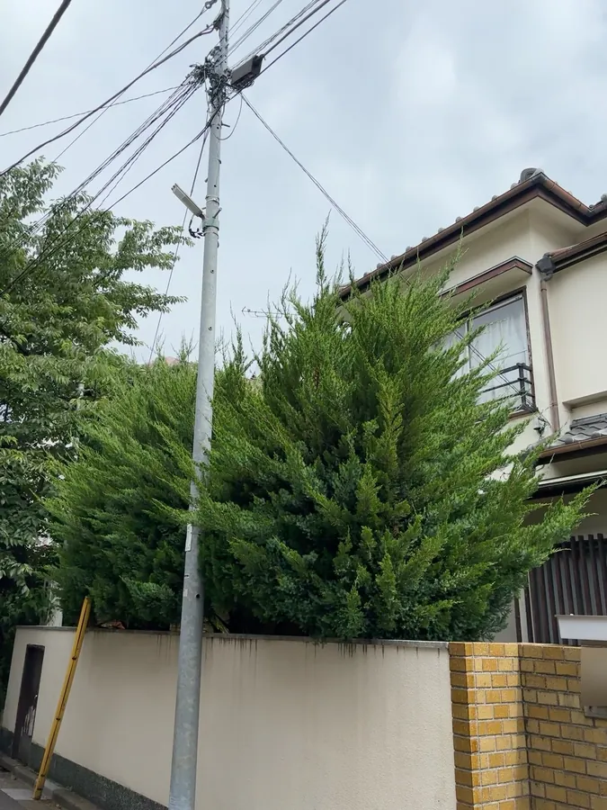 伸びて尖ったカイヅカイブキを、丸い形に刈り込み直す｜作業前