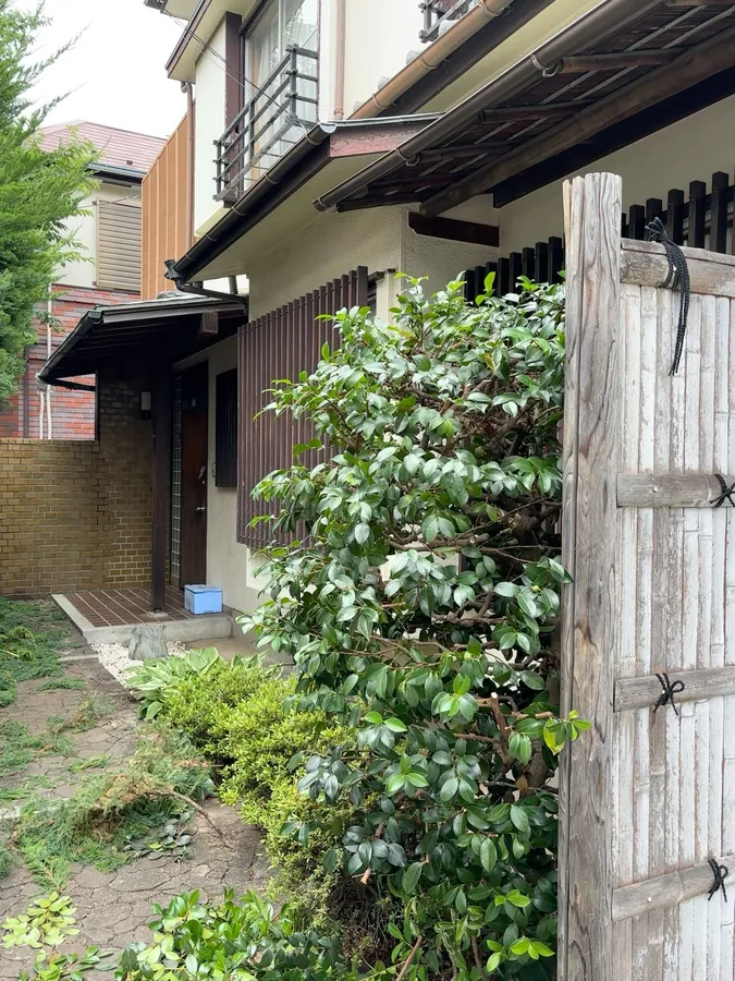 門の脇の常緑樹（作業後）。枝を抜いて厚みを減らし、通路側をすっきりさせました。