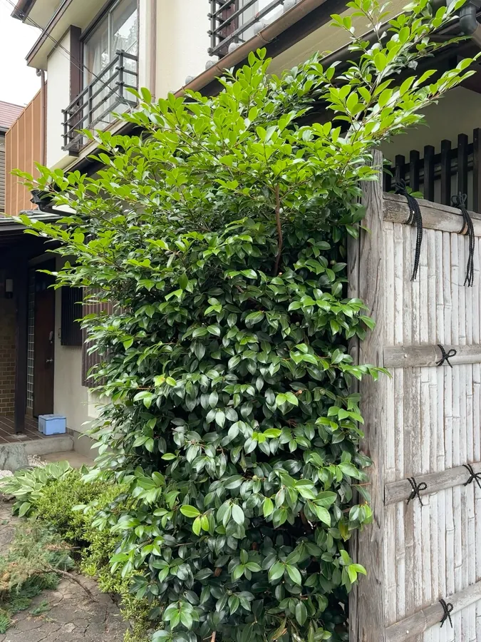 門の脇の常緑樹（作業前）。枝が伸びて、門と通路の上にかぶっていました。