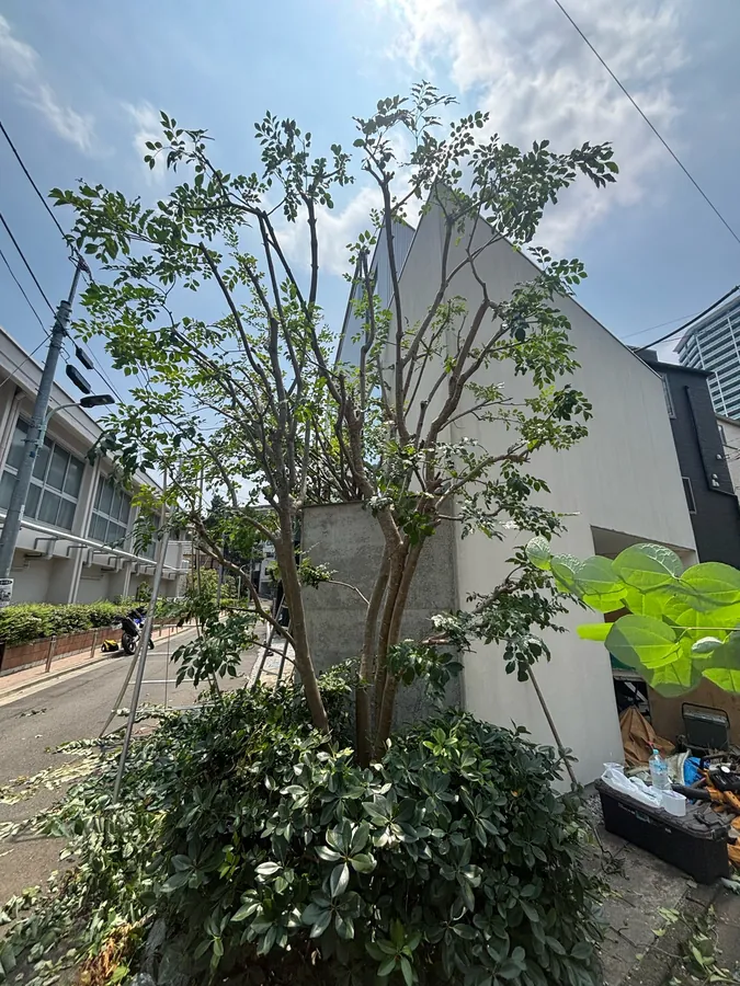 建物を覆っていた2本の木を、透かして軽くする｜作業後