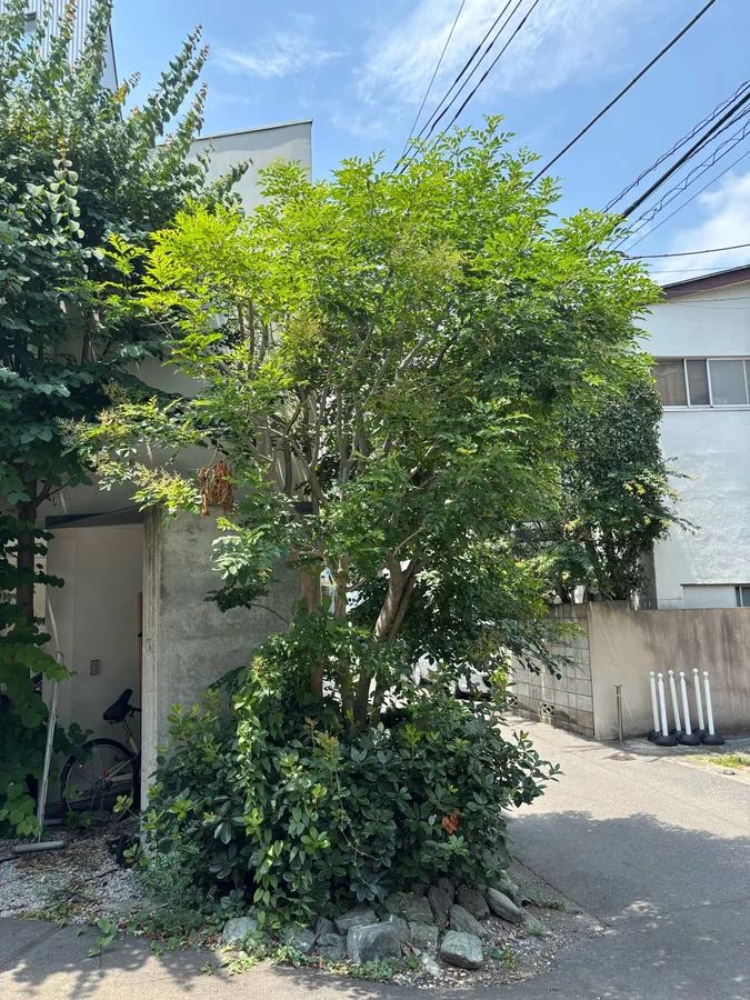建物を覆っていた2本の木を、透かして軽くする｜作業前