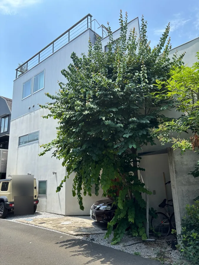 作業前(7月)。もう1本は、建物の壁を覆うように枝を広げていました。