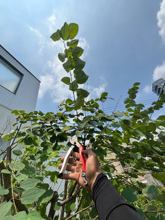 作業中。伸びた枝の先を、残す芽の位置で切っているところ。
