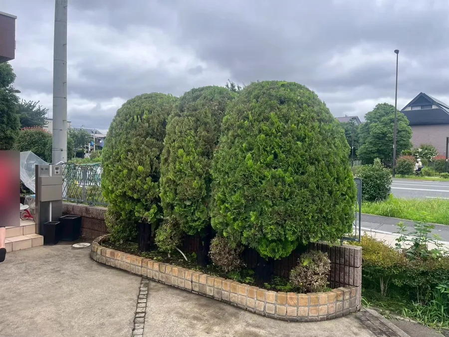 角の植え込みのコノテガシワを刈り込み、丸い形をそろえる｜作業後