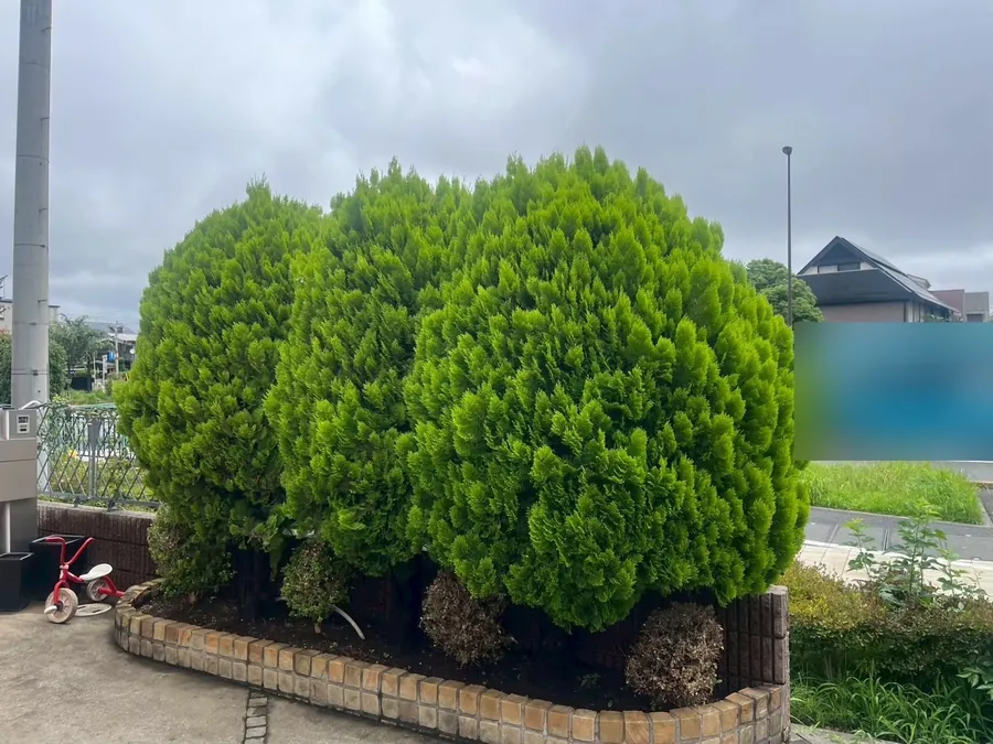 角の植え込みのコノテガシワを刈り込み、丸い形をそろえる｜作業前