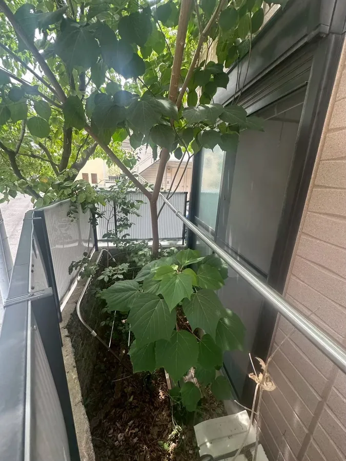 中野区｜建物沿いの細い植栽スペース（作業前）。木と草が手すりの高さまで茂っていました。