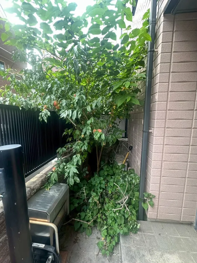 中野区｜建物わきの植え込み（作業前）。木と草が設備のまわりまで茂っていました。