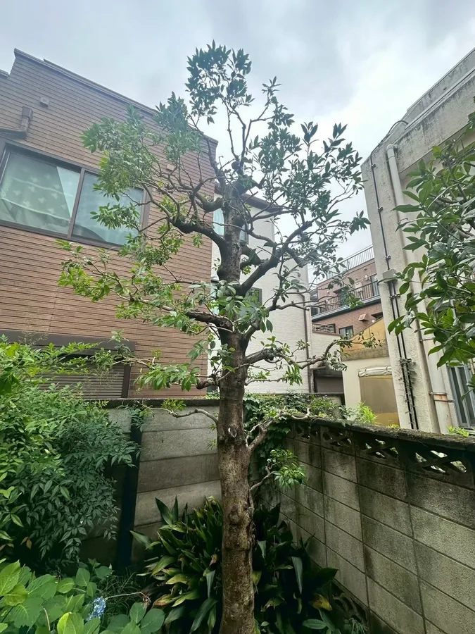 塀ぎわの2本の庭木を、強剪定と透かしで小さく整える｜作業後