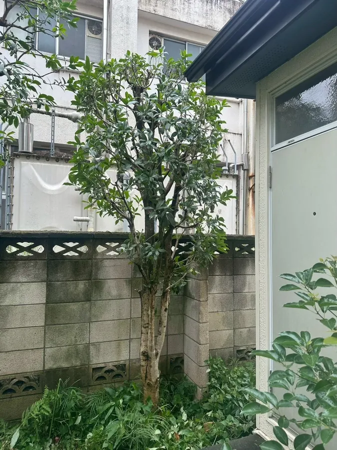 練馬区｜同じ木の作業後。混み合った枝を抜き、幹が見えるまで軽くしました。