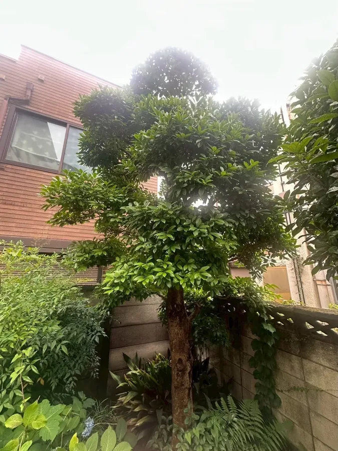 塀ぎわの2本の庭木を、強剪定と透かしで小さく整える｜作業前