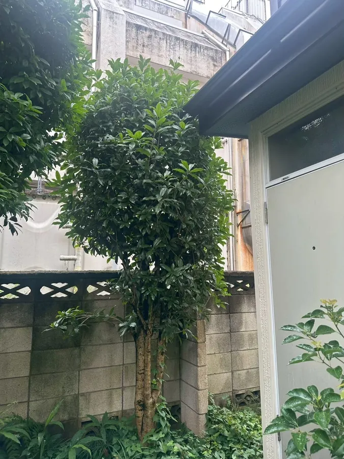 練馬区｜もう1本の常緑樹（作業前）。枝葉が密に茂り、丸い塊のようになっていました。