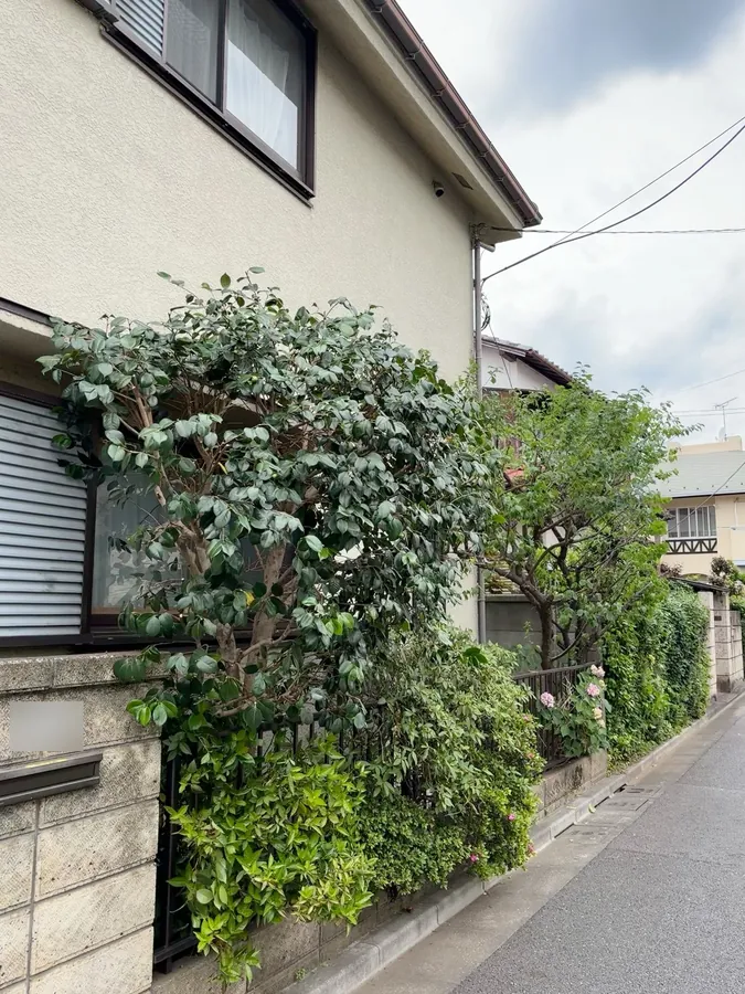 玄関まわりのモミジと道路沿いの生垣を、透かして明るくする｜作業後