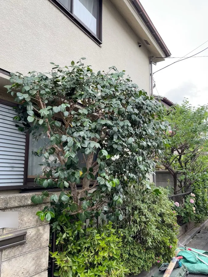 練馬区｜作業後の生垣を近くから。枝の内側まで光が入り、幹の形が見えるようになりました。