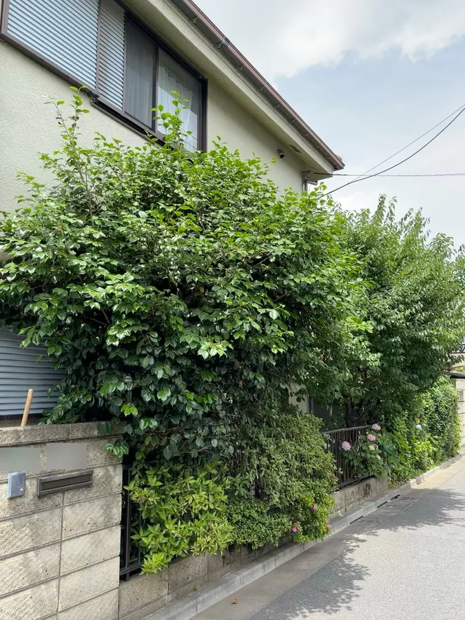 玄関まわりのモミジと道路沿いの生垣を、透かして明るくする｜作業前