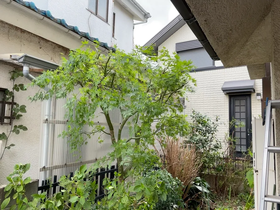 練馬区｜玄関脇のモミジ（作業後）。重なった枝を抜き、枝の間から向こう側が見えるようになりました。