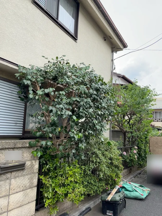 練馬区｜作業の途中。道路側にシートを広げ、切った枝をその場で集めながら進めます。