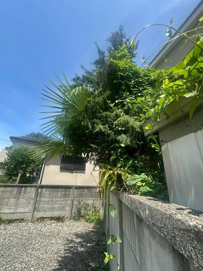 裏の隅を反対側から(作業前)。大きな葉の木と常緑樹が茂っていました。