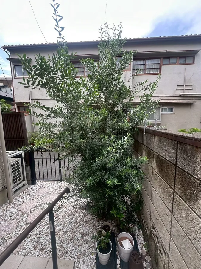 庭木の剪定と、家の脇の細い通路の草取りをまとめて｜作業前