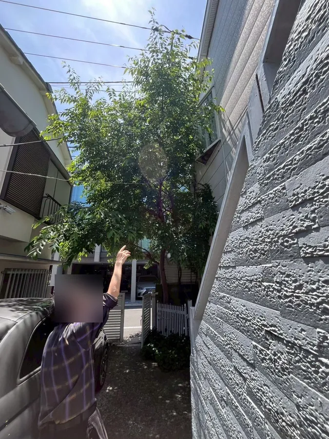 家の脇の木（作業前）。2階の高さまで枝を広げていました。