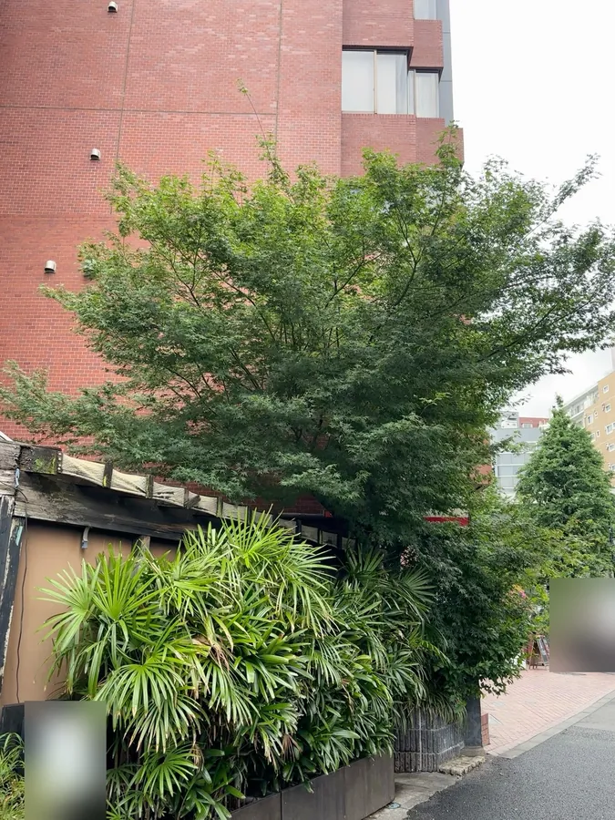店舗前のモミジを透かし、看板と通りの見通しを戻す｜作業前