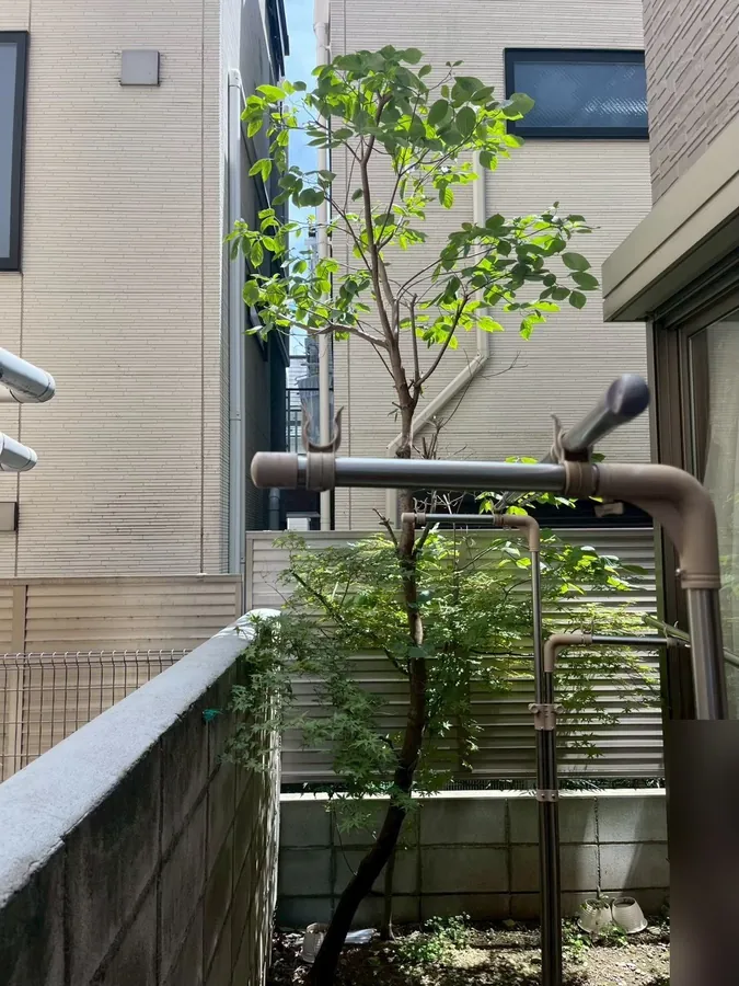 建物に囲まれた小さな庭の木を、透かして光を通す｜作業後