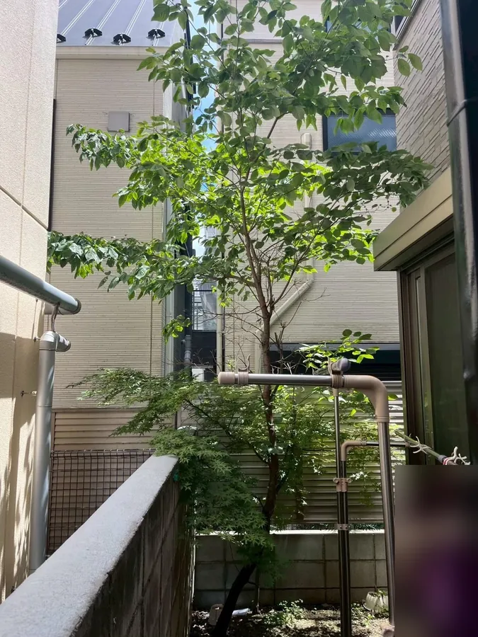建物に囲まれた小さな庭の木を、透かして光を通す｜作業前
