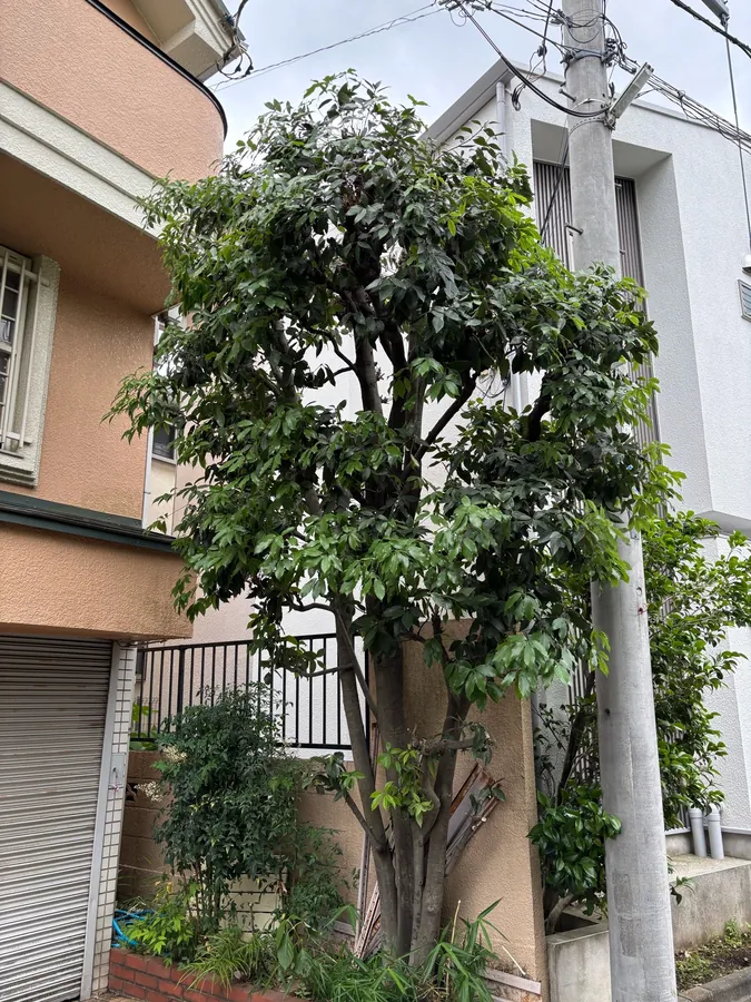 伸びた庭木と生垣を、一日でまとめて整える｜作業後