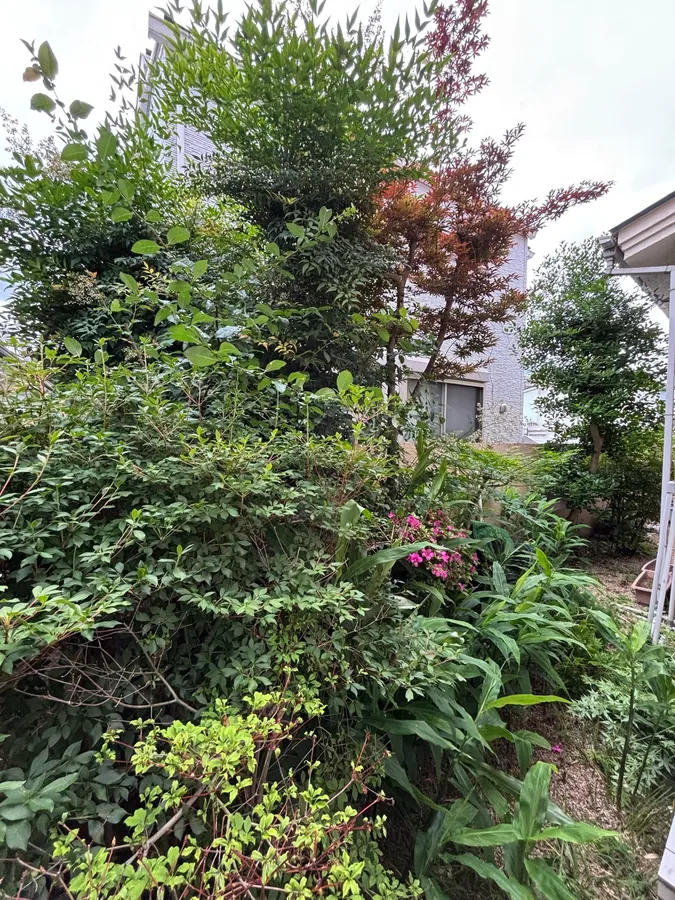 杉並区｜庭の植え込み（作業前）。下草と低木が重なり合っていました。