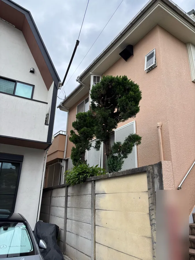 杉並区｜カイヅカイブキ（作業後）。刈り込んで、段ごとの丸い形を出し直しました。