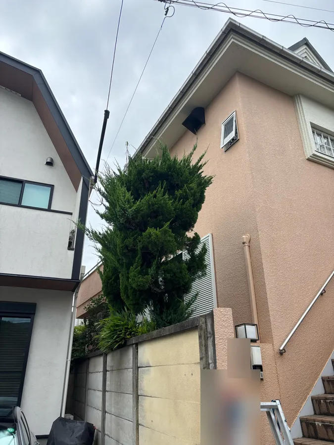 杉並区｜カイヅカイブキ（作業前）。枝先が四方に伸び、輪郭がぼやけていました。
