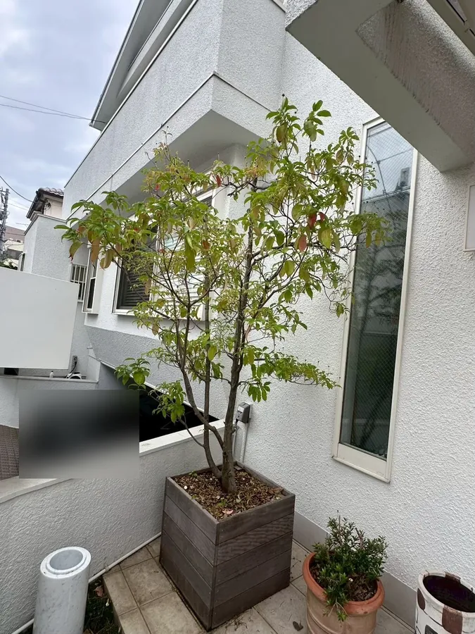 杉並区｜鉢の木の作業後。伸びた枝を切って形を整えました。