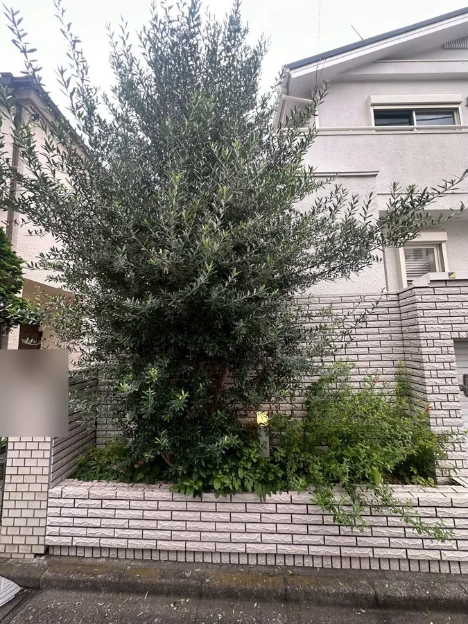 植え込みの木を透かして、幹の見える軽い姿にする｜作業前